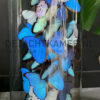 XXL bell jar with blue and white morpho butterflies