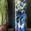 XXL bell jar with blue and white morpho butterflies