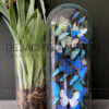 XXL bell jar with blue and white morpho butterflies