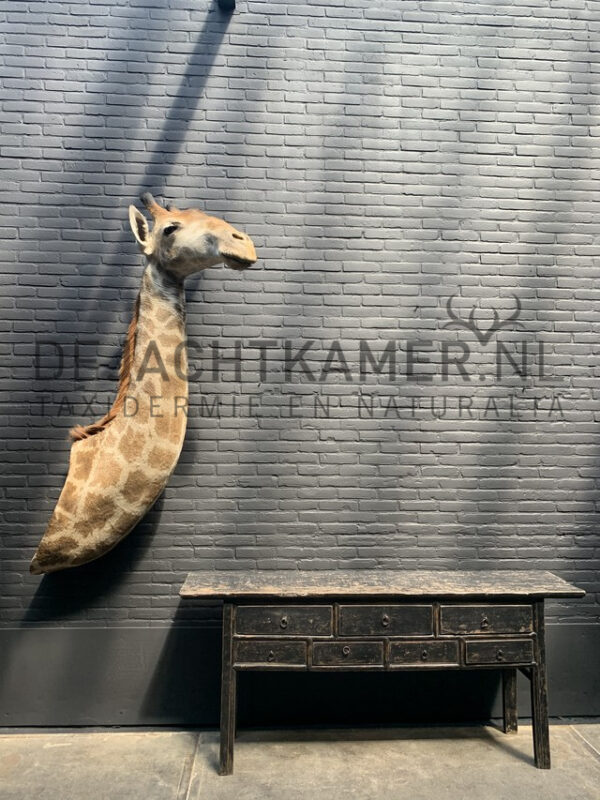 Opgezette kop van een giraffe.