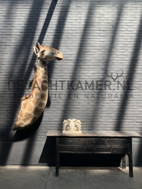 Mounted head of a giraffe