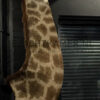 Ausgestopfter Kopf einer Giraffe