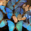 Large antique oval bell jar filled with blue and white butterflies.