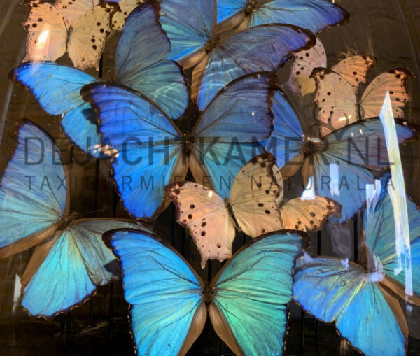 Large antique oval bell jar filled with blue and white butterflies.