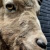 Mounted head of an ibex