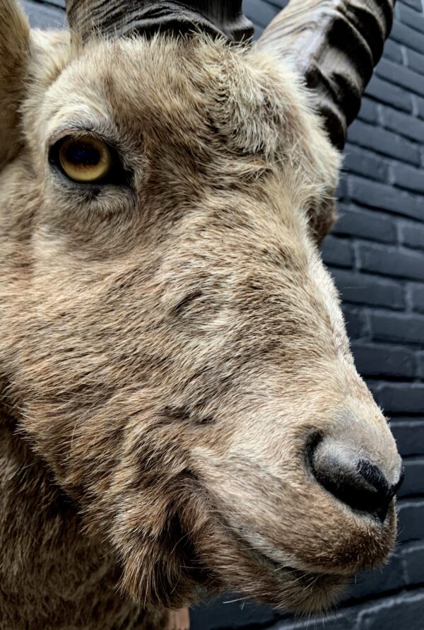 Mounted head of an ibex