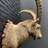 Mounted head of an ibex