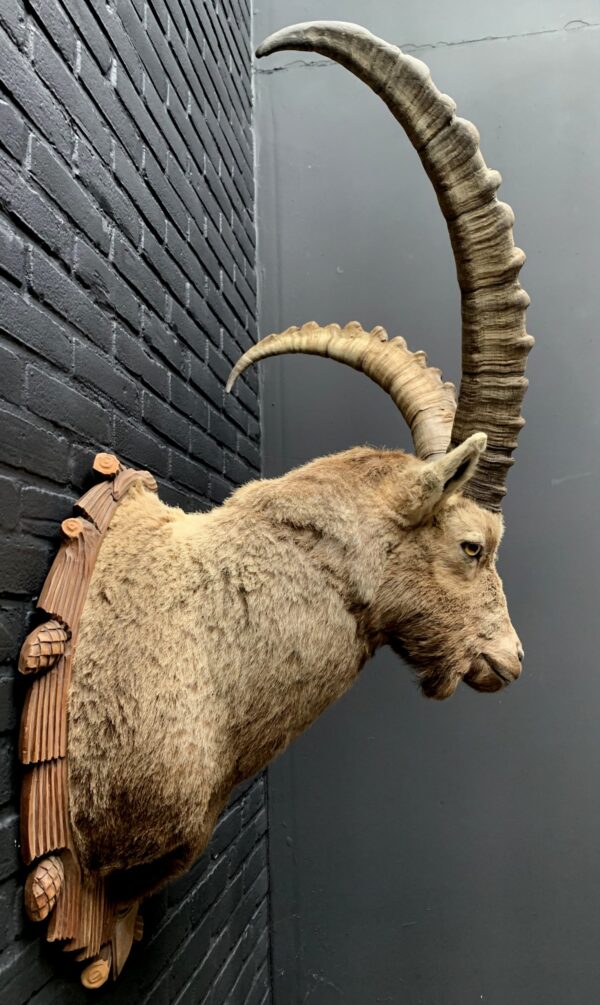 Mounted head of an ibex