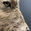 Mounted head of an ibex