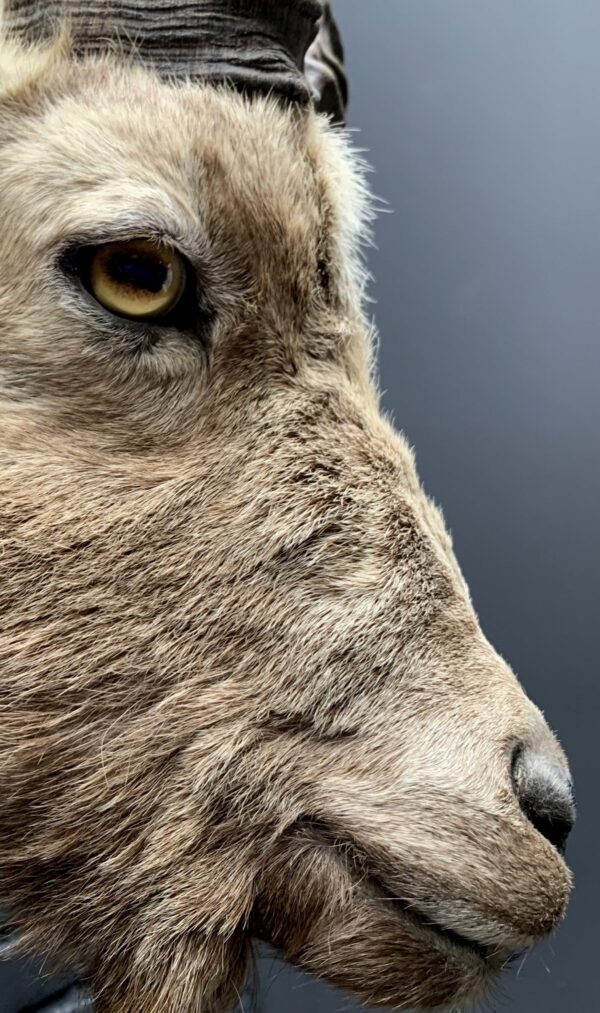 Mounted head of an ibex