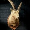 Mounted head of an ibex