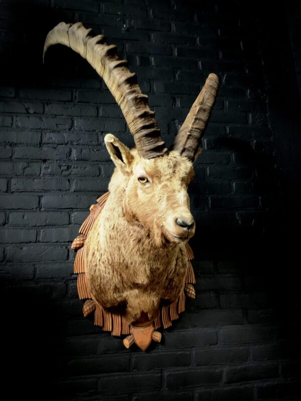 Mounted head of an ibex