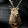 Mounted head of an ibex