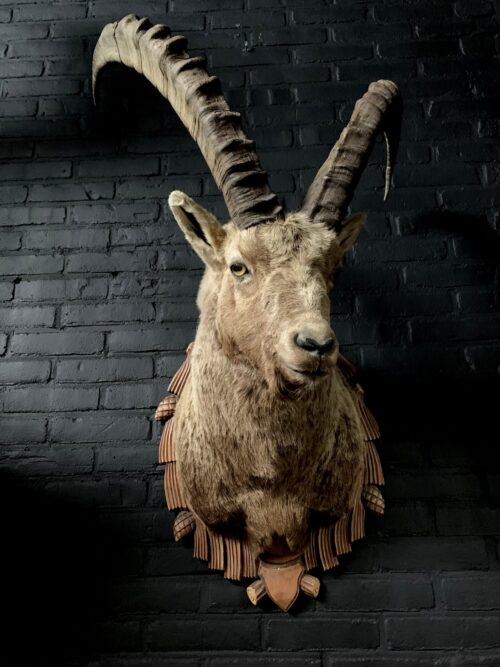 Mounted head of an ibex