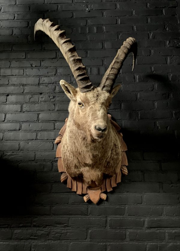 Mounted head of an ibex