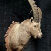 Mounted head of an ibex