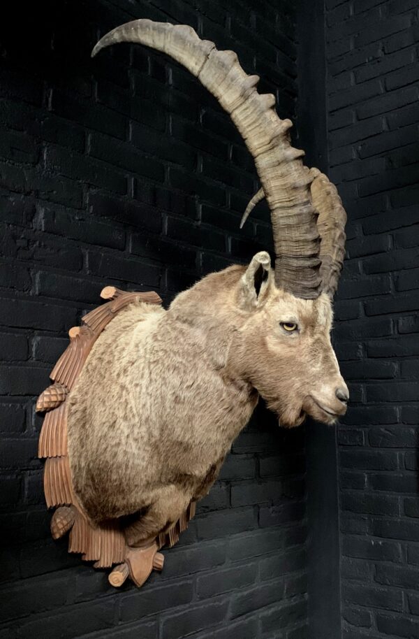 Mounted head of an ibex