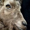 Mounted head of an ibex