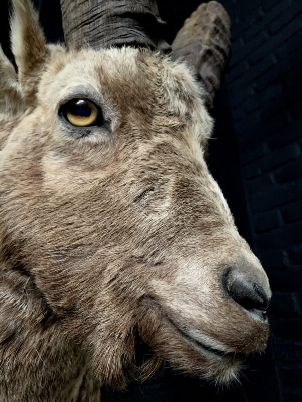 Mounted head of an ibex