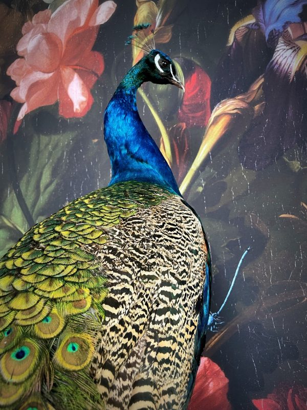 Opgezette blauwe pauw