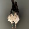 Taxidermy half rooster