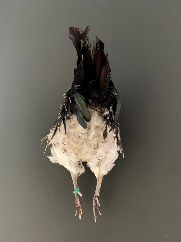 Taxidermie halve haan. Opgezette haan