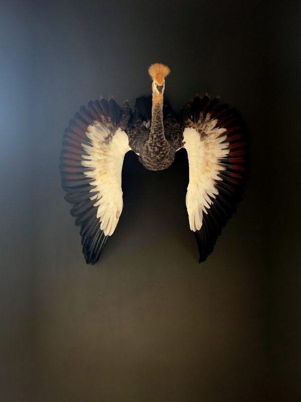 Taxidermy young crane