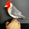 taxidermy Red-crested cardinal