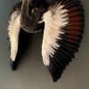 Taxidermy young crane