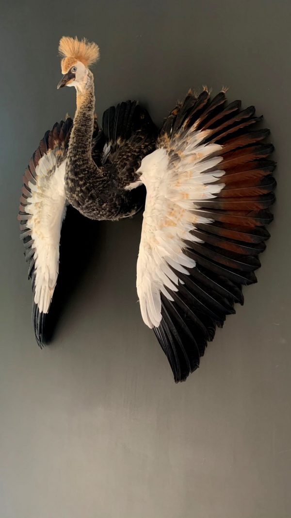 Taxidermy young crane