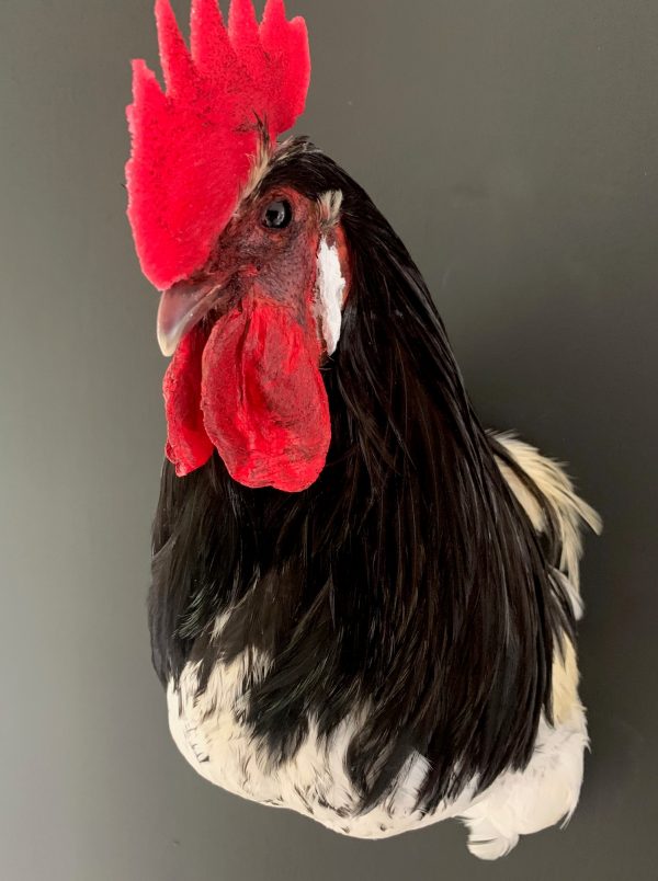 Taxidermy head of a rooster