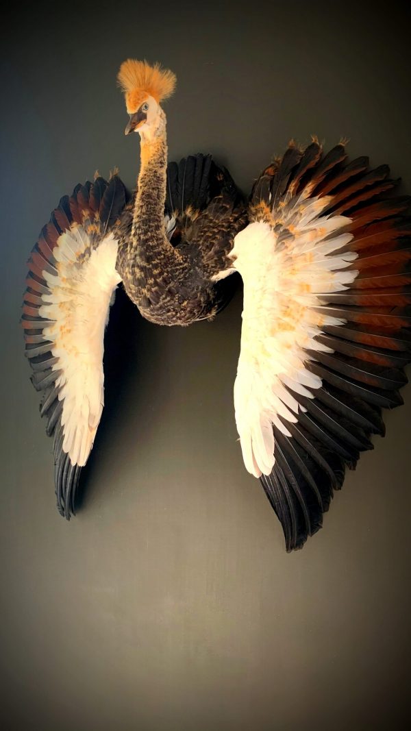 Taxidermy young crane