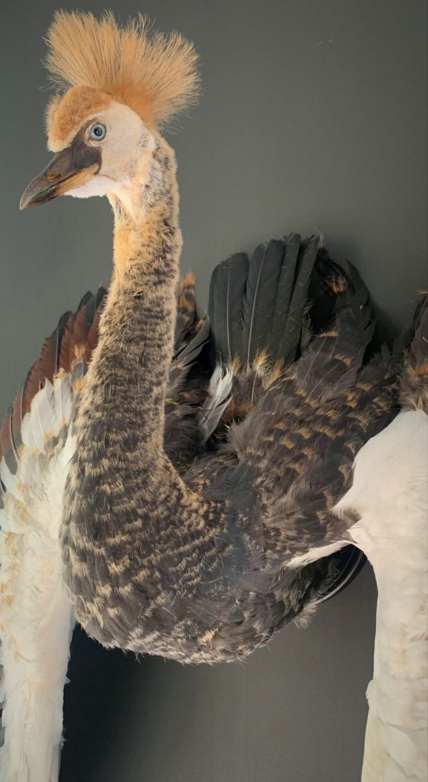 Taxidermy young crane