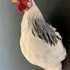 Taxidermy head of a rooster