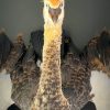 Taxidermy young crane