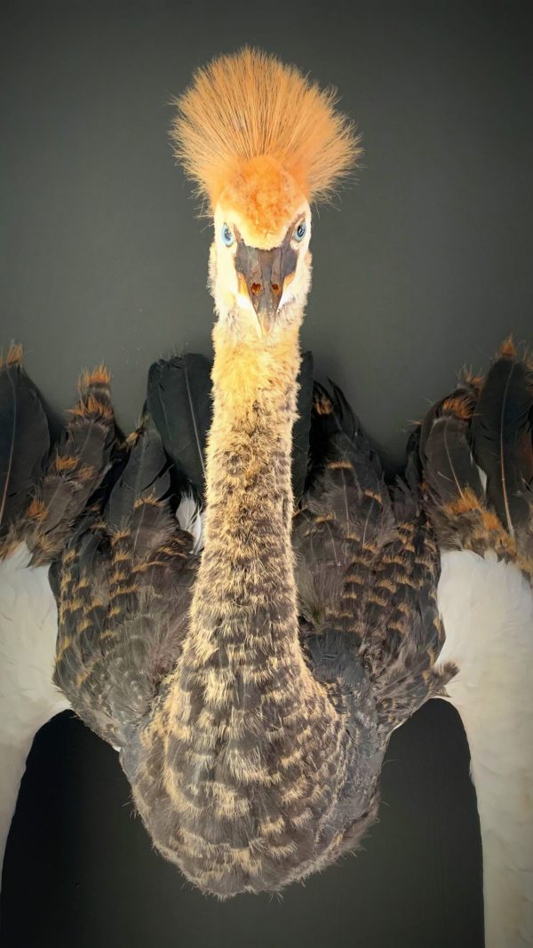 Taxidermy young crane