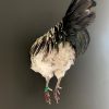 Taxidermy half rooster