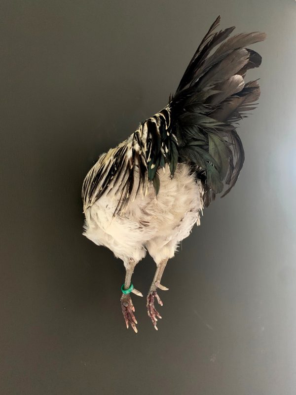 Taxidermy half rooster