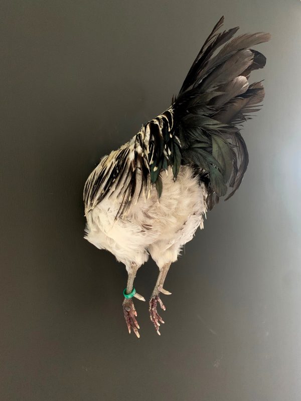 Taxidermie halve haan. Opgezette haan