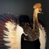 Taxidermy young crane