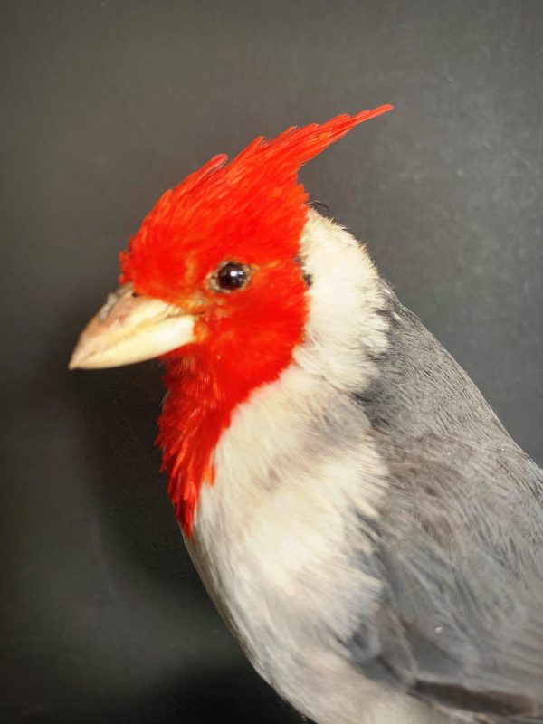 taxidermy Red-crested cardinal