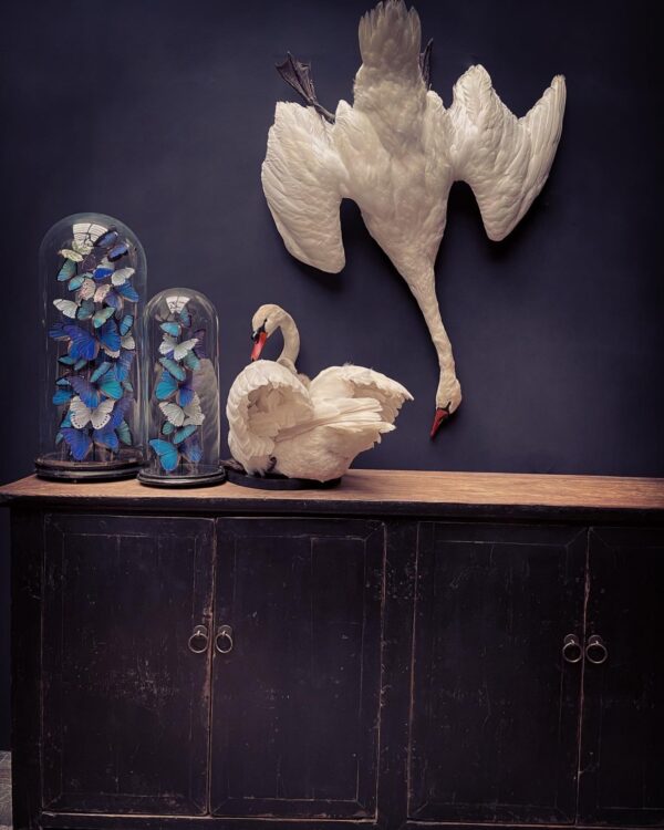 Stuffed mute swan as a still life