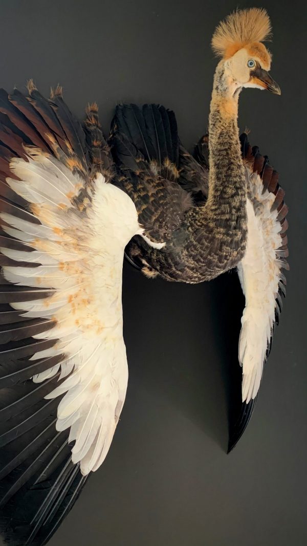 Taxidermy young crane