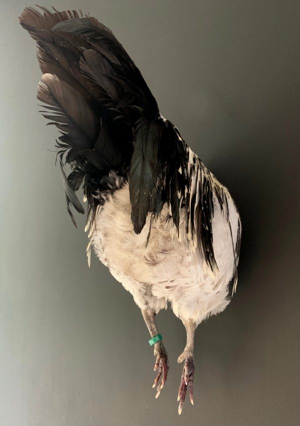 Taxidermie halve haan. Opgezette haan