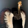 Taxidermy young crane