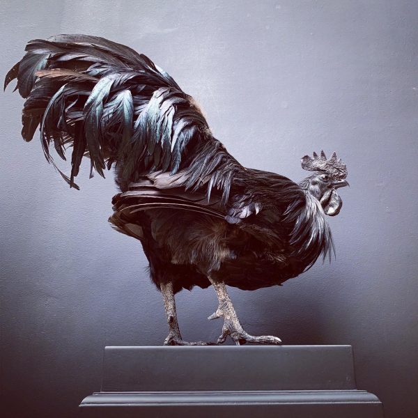 Mounted special Cemani Rooster