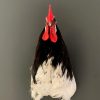 Taxidermy head of a rooster