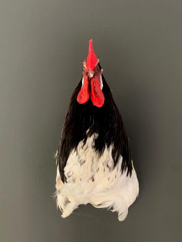 Taxidermy head of a rooster