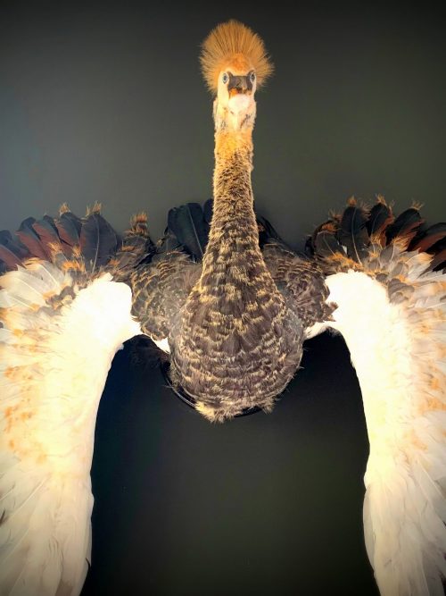 Taxidermy young crane