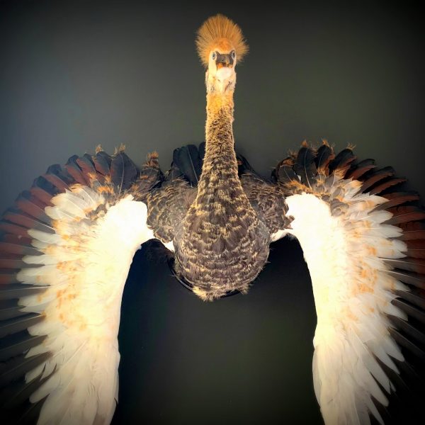 Taxidermy young crane